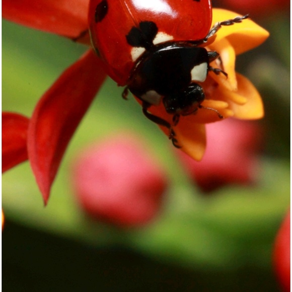 rdbladybug